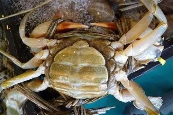 青蟹死了有毒嗎 青蟹死了為什么不能吃 青蟹死了有毒嗎 青蟹死了為什么不能吃