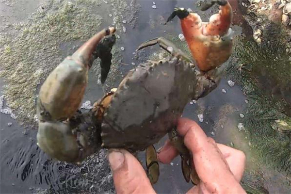 怎么分辨青蟹死了沒 青蟹死活怎么看 怎么分辨青蟹死了沒 青蟹死活怎么看