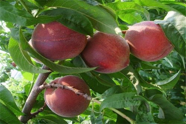 毛桃有什么營養(yǎng) 毛桃營養(yǎng)價(jià)值高嗎 毛桃有什么營養(yǎng) 毛桃營養(yǎng)價(jià)值高嗎