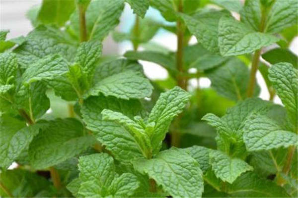 薄荷是發(fā)物嗎 薄荷怎么食用好 薄荷是發(fā)物嗎 薄荷怎么食用好