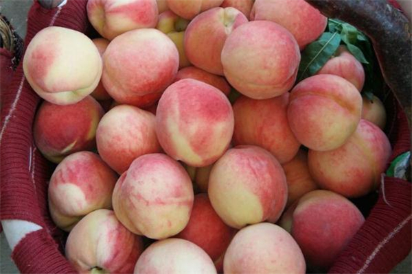 孕婦可以吃毛桃嗎 孕婦吃毛桃對胎兒好嗎 孕婦可以吃毛桃嗎 孕婦吃毛桃對胎兒好嗎