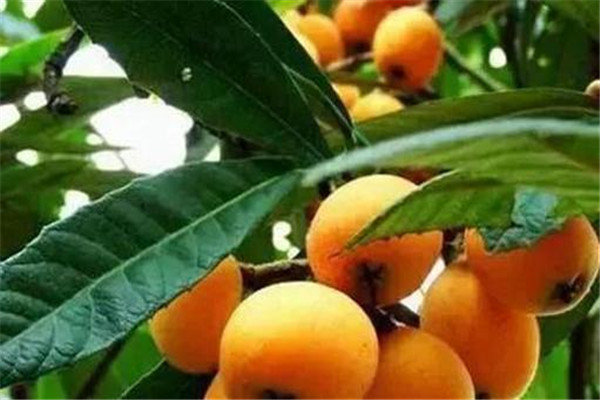 枇杷葉煮水的副作用是什么 枇杷葉煮水有什么副作用 枇杷葉煮水的副作用是什么 枇杷葉煮水有什么副作用