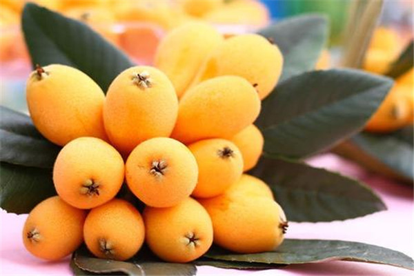 枇杷葉煮水的副作用是什么 枇杷葉煮水有什么副作用 枇杷葉煮水的副作用是什么 枇杷葉煮水有什么副作用