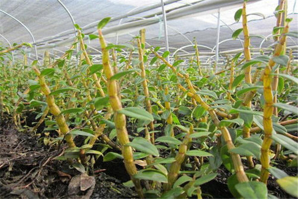 鐵皮石斛能治三高嗎 鐵皮石斛有哪些功效 鐵皮石斛能治三高嗎 鐵皮石斛有哪些功效