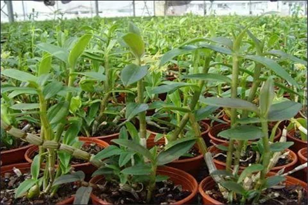 鐵皮石斛能和茶葉一起泡嗎 鐵皮石斛應(yīng)該怎么泡 鐵皮石斛能和茶葉一起泡嗎 鐵皮石斛應(yīng)該怎么泡