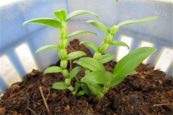 石斛可以新鮮吃嗎 石斛怎么吃好 石斛可以新鮮吃嗎 石斛怎么吃好