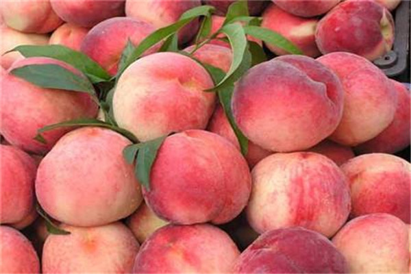 夏天桃子如何保存 夏天怎么保存桃子好 夏天桃子如何保存 夏天怎么保存桃子好