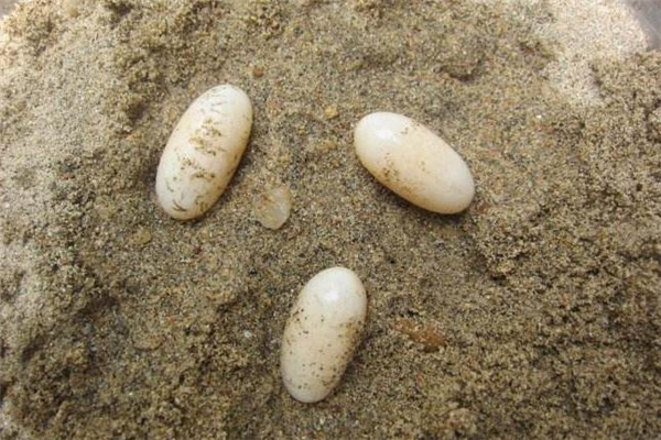 烏龜?shù)澳艹詥?烏龜?shù)霸趺闯? alt=