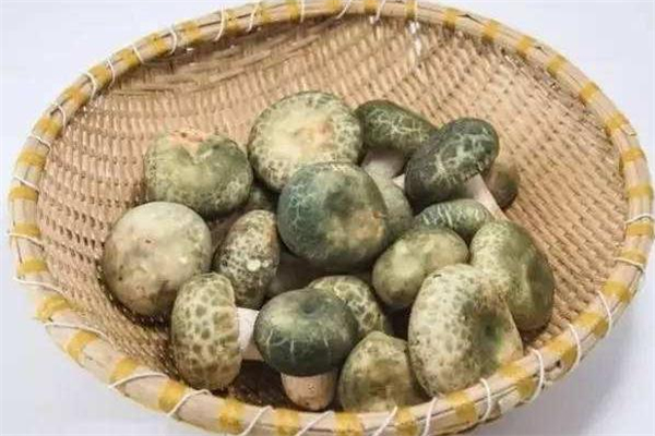 青頭菌有毒嗎 青頭菌能吃嗎 青頭菌有毒嗎 青頭菌能吃嗎