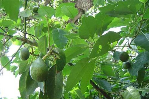 吃牛油果會(huì)發(fā)胖嗎 牛油果會(huì)不會(huì)發(fā)胖 吃牛油果會(huì)發(fā)胖嗎 牛油果會(huì)不會(huì)發(fā)胖