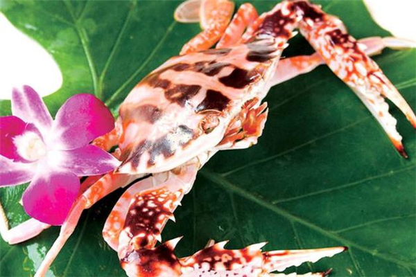 花蟹是什么蟹 花蟹是河蟹還是海蟹 花蟹是什么蟹 花蟹是河蟹還是海蟹