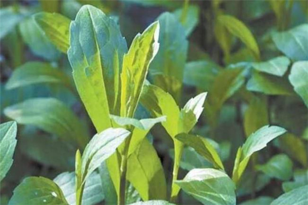 馬蘭頭吃多了會(huì)中毒嗎 吃馬蘭頭嘔吐是中毒嗎 馬蘭頭吃多了會(huì)中毒嗎 吃馬蘭頭嘔吐是中毒嗎