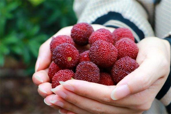 楊梅泡不出蟲子怎么回事 楊梅泡不出蟲子正常嗎 楊梅泡不出蟲子怎么回事 楊梅泡不出蟲子正常嗎