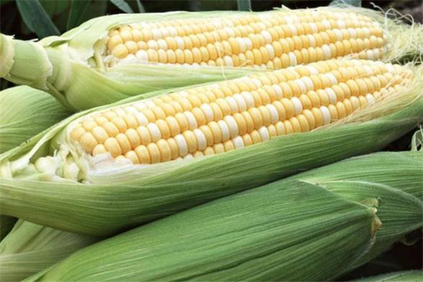 減肥可以吃甜玉米嗎 吃甜玉米會(huì)胖嗎 減肥可以吃甜玉米嗎 吃甜玉米會(huì)胖嗎