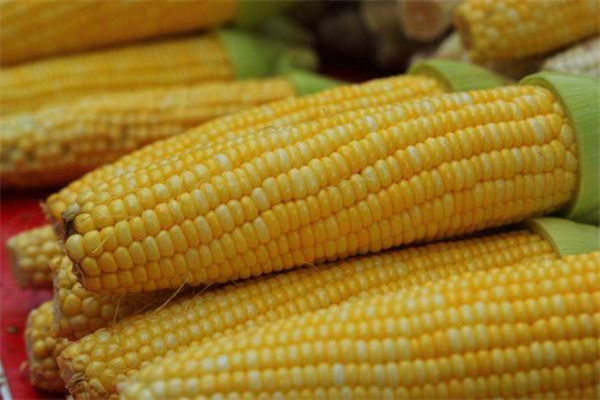 減肥可以吃甜玉米嗎 吃甜玉米會(huì)胖嗎 減肥可以吃甜玉米嗎 吃甜玉米會(huì)胖嗎