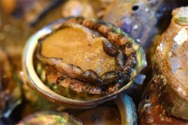 鮑魚可以帶殼一起煮嗎 鮑魚可以帶殼紅燒嗎 鮑魚可以帶殼一起煮嗎 鮑魚可以帶殼紅燒嗎