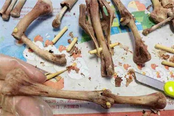 雞骨頭是什么垃圾分類 雞骨頭是干垃圾還是濕垃圾 雞骨頭是什么垃圾分類 雞骨頭是干垃圾還是濕垃圾