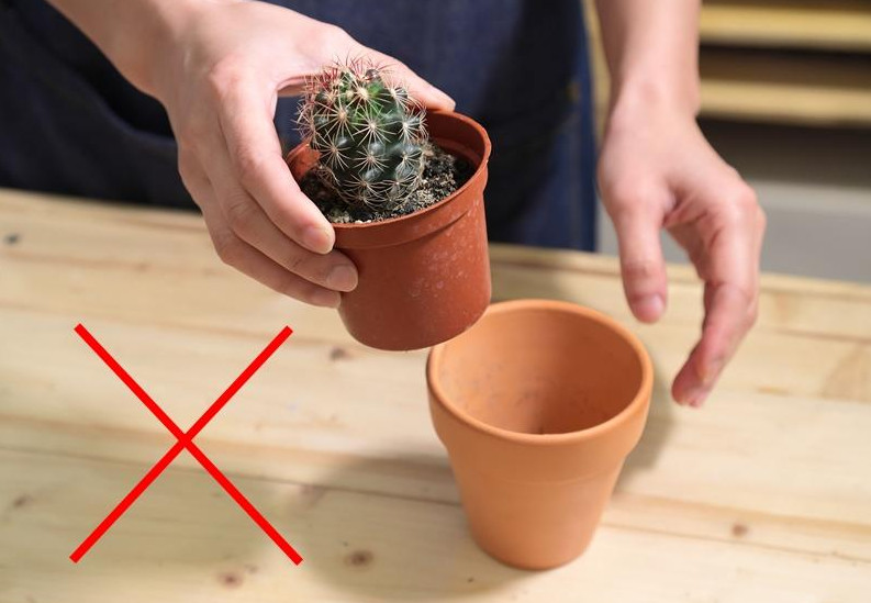 多肉植物常見(jiàn)的病害 3種病況要注意