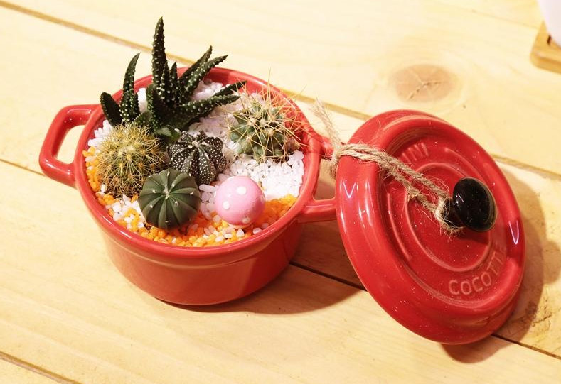 多肉植物常見(jiàn)的病害 3種病況要注意