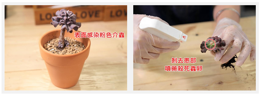 多肉植物常見(jiàn)的病害 3種病況要注意