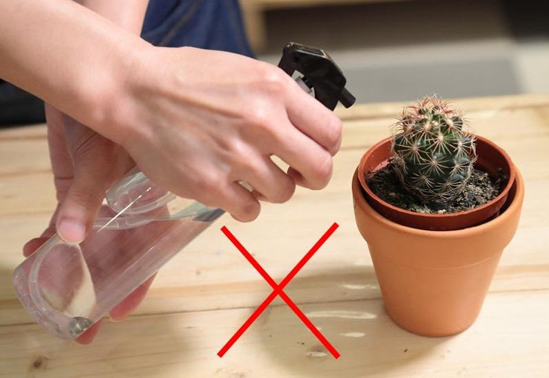 多肉植物常見(jiàn)的病害 3種病況要注意