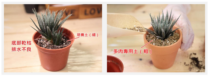 多肉植物常見(jiàn)的病害 3種病況要注意