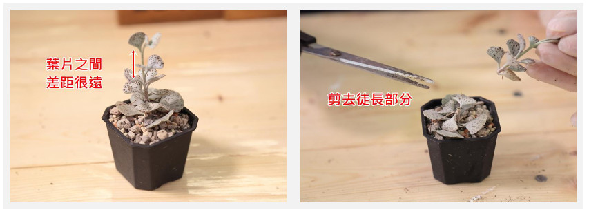 多肉植物常見(jiàn)的病害 3種病況要注意