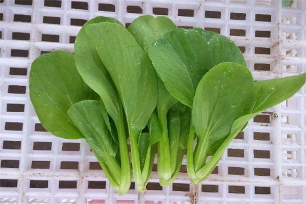 雞毛菜是什么季節(jié)的菜 雞毛菜是什么季節(jié)吃的 雞毛菜是什么季節(jié)的菜 雞毛菜是什么季節(jié)吃的