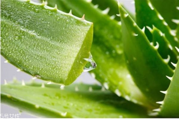 使用蘆薈膠會過敏嗎 如何判斷蘆薈膠過敏 使用蘆薈膠會過敏嗎 如何判斷蘆薈膠過敏