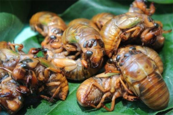 知了猴一次吃幾個最好 知了猴一次最多吃幾個 知了猴一次吃幾個最好 知了猴一次最多吃幾個