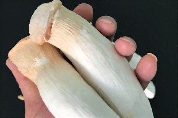 吃杏鮑菇會(huì)中毒嗎 杏鮑菇有毒嗎 吃杏鮑菇會(huì)中毒嗎 杏鮑菇有毒嗎