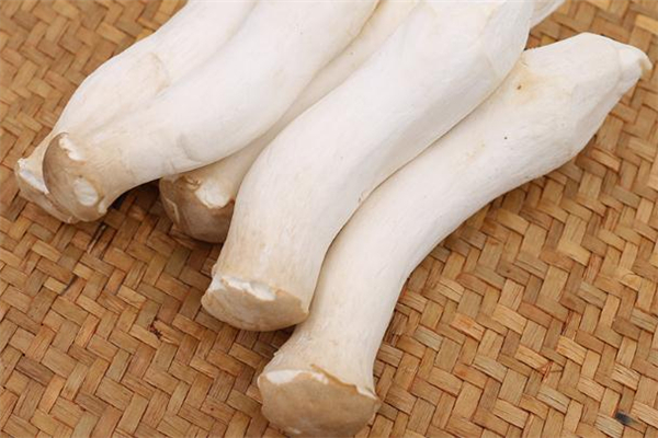 吃杏鮑菇會(huì)中毒嗎 杏鮑菇有毒嗎 吃杏鮑菇會(huì)中毒嗎 杏鮑菇有毒嗎