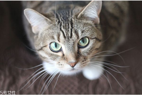 驅(qū)蚊產(chǎn)品對(duì)貓有害嗎 家里有貓?jiān)趺打?qū)蚊 驅(qū)蚊產(chǎn)品對(duì)貓有害嗎 家里有貓?jiān)趺打?qū)蚊