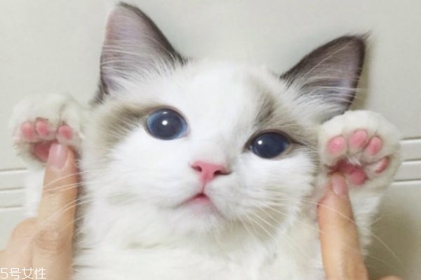 驅(qū)蚊產(chǎn)品對(duì)貓有害嗎 家里有貓?jiān)趺打?qū)蚊 驅(qū)蚊產(chǎn)品對(duì)貓有害嗎 家里有貓?jiān)趺打?qū)蚊