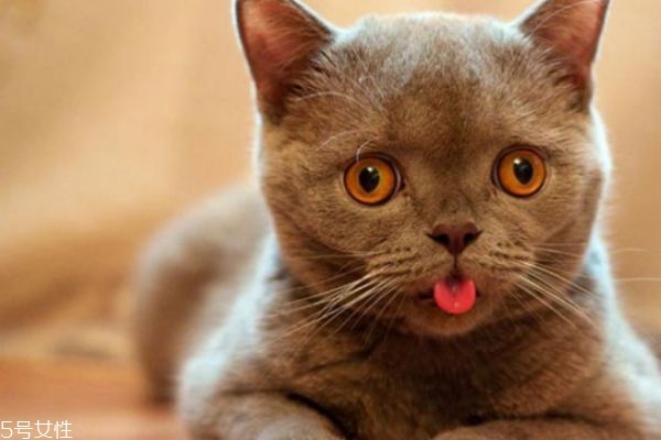 驅(qū)蚊產(chǎn)品對(duì)貓有害嗎 家里有貓?jiān)趺打?qū)蚊 驅(qū)蚊產(chǎn)品對(duì)貓有害嗎 家里有貓?jiān)趺打?qū)蚊