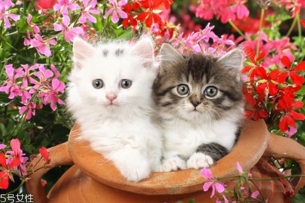 蚊香致貓中毒怎么辦 怎么驅(qū)蚊對(duì)貓無(wú)害 蚊香致貓中毒怎么辦 怎么驅(qū)蚊對(duì)貓無(wú)害