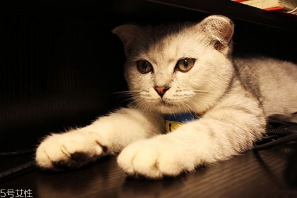 蚊香對貓咪有害嗎 驅(qū)蚊酯對貓咪有害嗎 蚊香對貓咪有害嗎 驅(qū)蚊酯對貓咪有害嗎