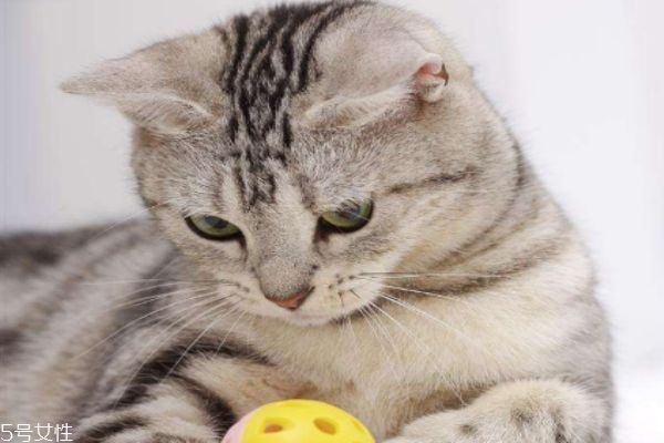 蚊香對貓咪有害嗎 驅(qū)蚊酯對貓咪有害嗎 蚊香對貓咪有害嗎 驅(qū)蚊酯對貓咪有害嗎