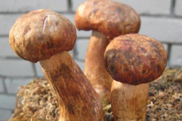 牛肝菌可以燉雞湯嗎 牛肝菌燉雞湯的做法 牛肝菌可以燉雞湯嗎 牛肝菌燉雞湯的做法