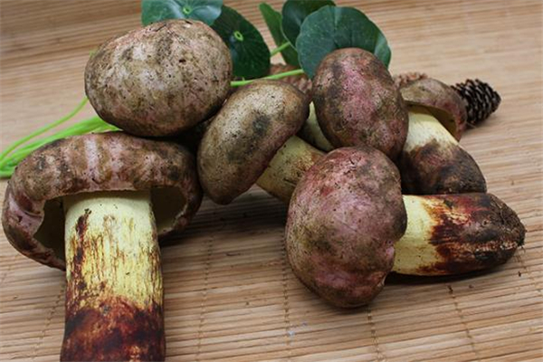 哺乳期能吃牛肝菌嗎 產婦可以吃牛肝菌嗎