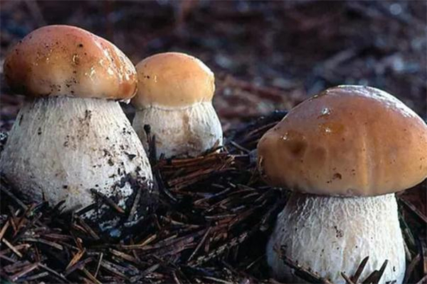 哺乳期能吃牛肝菌嗎 產婦可以吃牛肝菌嗎