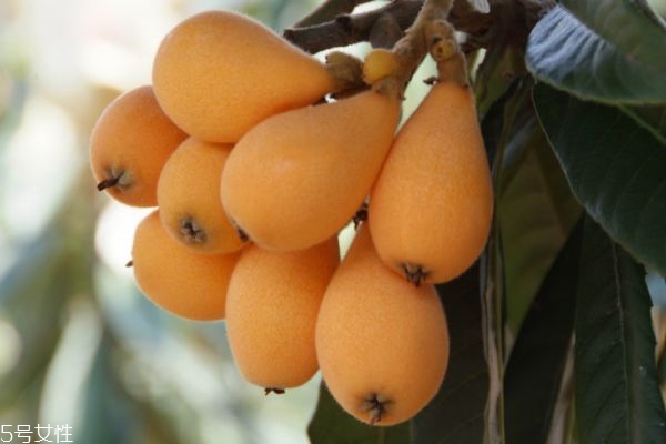 吃枇杷要?jiǎng)兤?如何快速剝枇杷 吃枇杷要?jiǎng)兤?如何快速剝枇杷