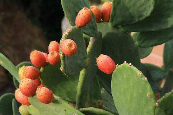 仙人掌果可以放冰箱嗎 仙人掌果怎么保存 仙人掌果可以放冰箱嗎 仙人掌果怎么保存