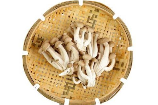 產(chǎn)婦可以吃蟹味菇嗎 產(chǎn)婦吃蟹味菇的好處 產(chǎn)婦可以吃蟹味菇嗎 產(chǎn)婦吃蟹味菇的好處