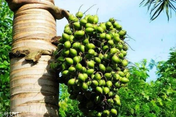 檳榔吃多了臉會(huì)變大嗎 常吃檳榔的危害 檳榔吃多了臉會(huì)變大嗎 常吃檳榔的危害