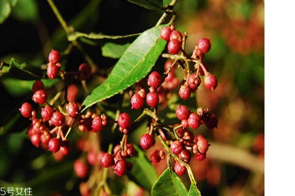 花椒醬的制作方法 花椒的作用 花椒醬的制作方法 花椒的作用