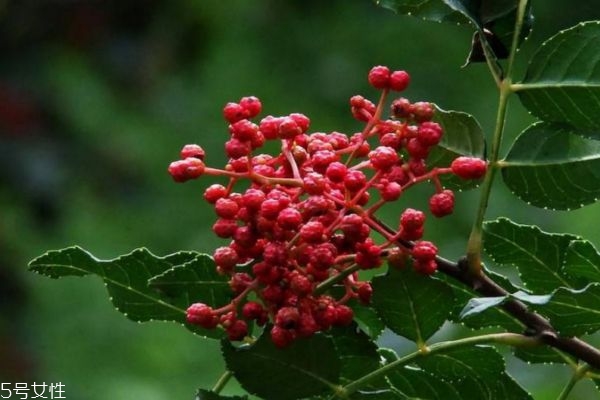 花椒泡腳的功效 花椒去濕的功效 花椒泡腳的功效 花椒去濕的功效