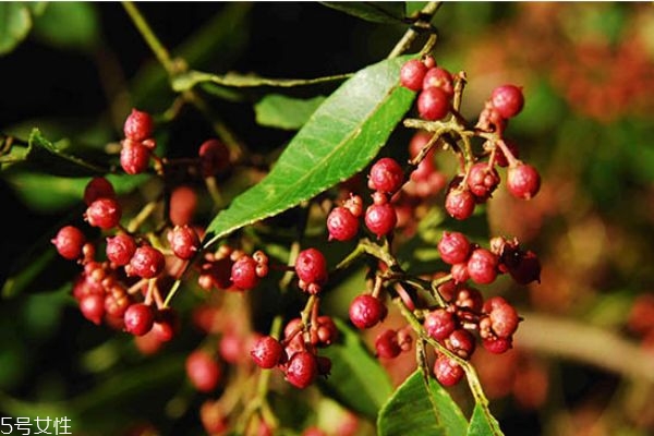 花椒醬的制作方法 花椒的作用 花椒醬的制作方法 花椒的作用