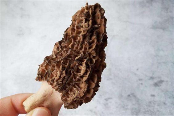 羊肚菌一次吃多少合適 羊肚菌吃多了會(huì)上火嗎 羊肚菌一次吃多少合適 羊肚菌吃多了會(huì)上火嗎