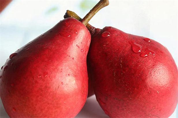 紅啤梨放軟了才能吃嗎 紅啤梨放幾天會(huì)變軟嗎 紅啤梨放軟了才能吃嗎 紅啤梨放幾天會(huì)變軟嗎